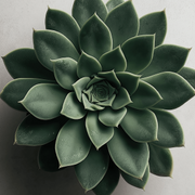 Botanical